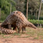 cryptic pangolin species discovery in india